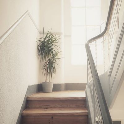 A simple plant in a pot adding nature to the space.